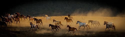 Into The Wild Landscape Print